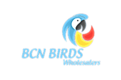 BCN BIRDS