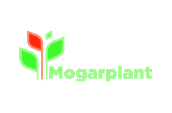 Mogarplant